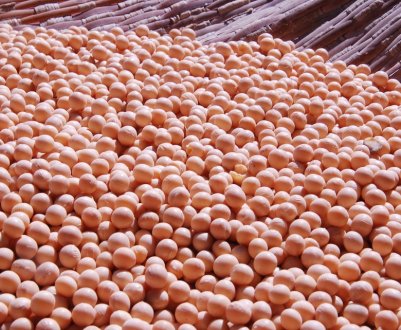 Сільськогосподарські підприємства вирощують 88% всієї сої України