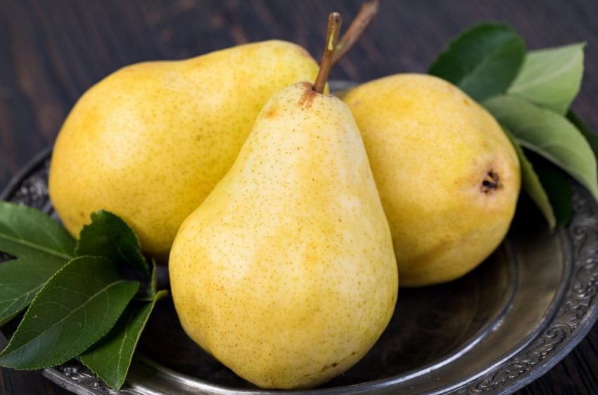 Груша Таврійська