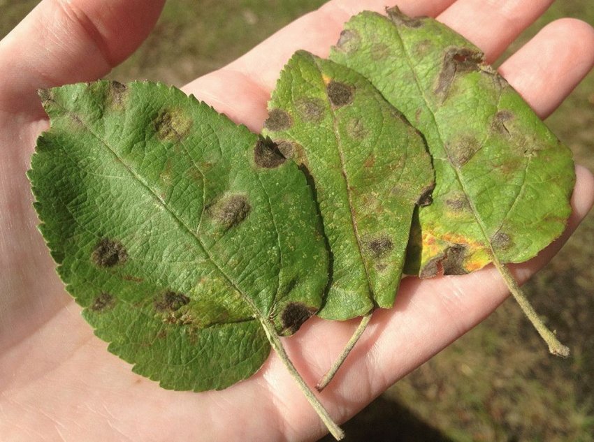 Бура плямистість яблуні Бура плямистість яблуні