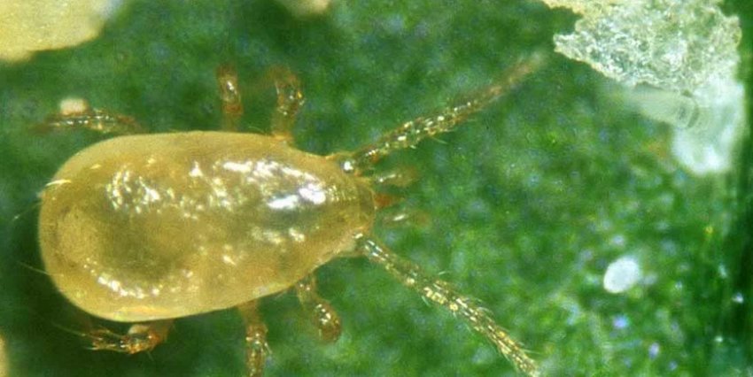 Кліщ Шлехтендаля Кліщ Шлехтендаля