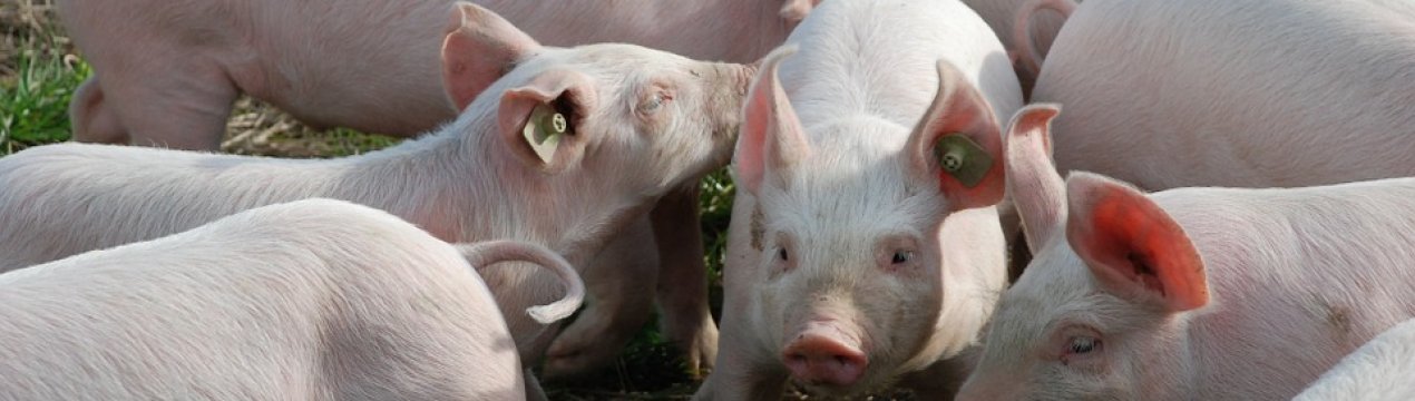 KSG Agro розширює виробництво