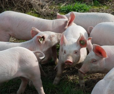 KSG Agro розширює виробництво