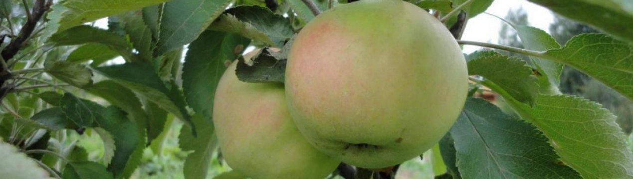 Яблуня колоновидна Президент: характеристика, посадка і догляд