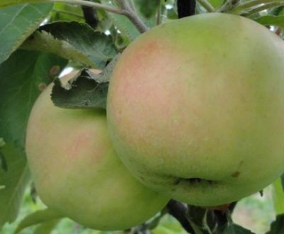 Яблуня колоновидна Президент: характеристика, посадка і догляд