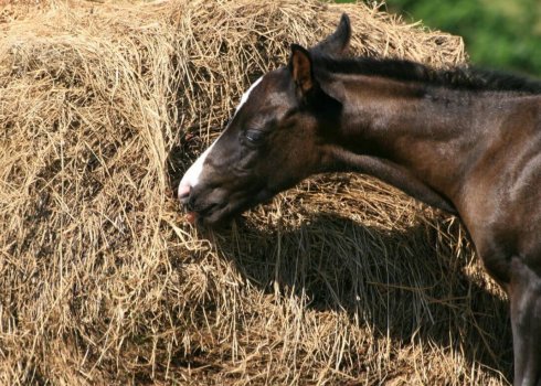 Що їдять коні: список дозволених продуктів, огляд кормів, основні правила годування