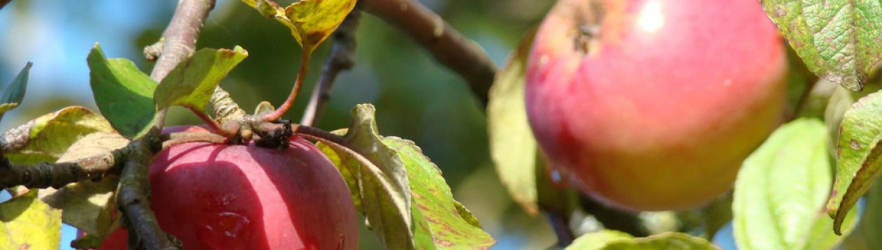 Особливості вирощування та догляду за яблунею Зірочка