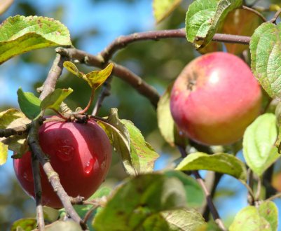 Особливості вирощування та догляду за яблунею Зірочка