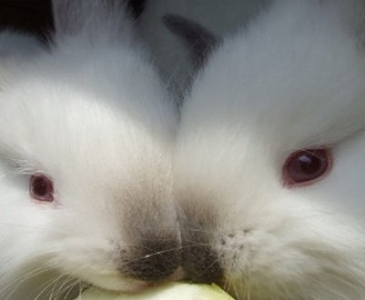 Як зробити клітку для утримання кроликів своїми руками в домашніх умовах