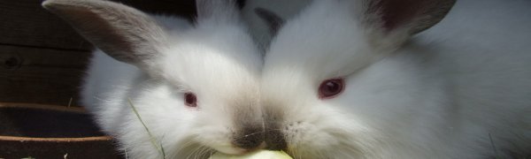 Клетки для откорма кроликов своими руками: фото и чертежи