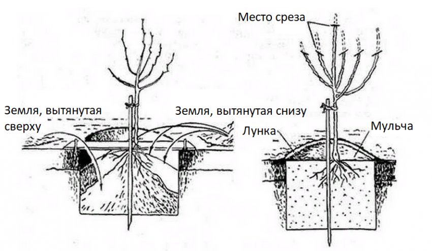 Схема посадки яблуні Схема посадки яблуні