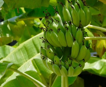 У Голландії зібрали перший в історії країни врожай бананів