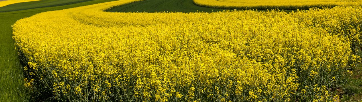 Башкирія робить ставку на ріпак