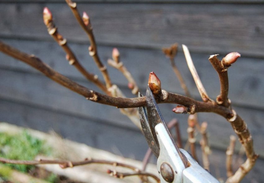 Обрізка деревовидних рослин Обрізка деревовидних рослин