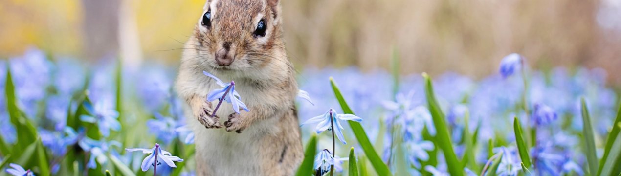 Кінець березня порадує російських аграріїв задовільними умовами