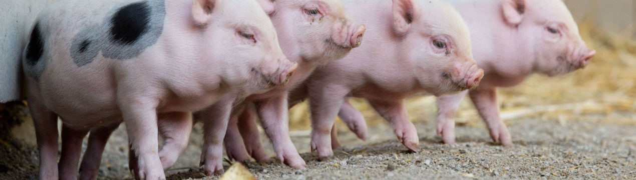 Іркутський фермер відмовляється захистити своїх свиней від африканської чуми