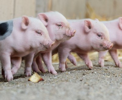 Іркутський фермер відмовляється захистити своїх свиней від африканської чуми