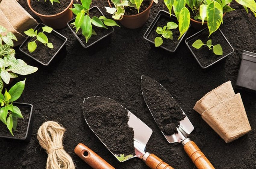 Посадка рослин Посадка рослин