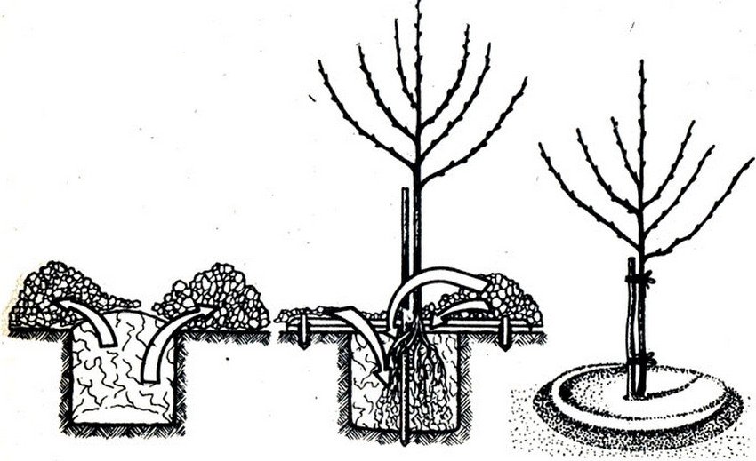 Схема посадки яблуні