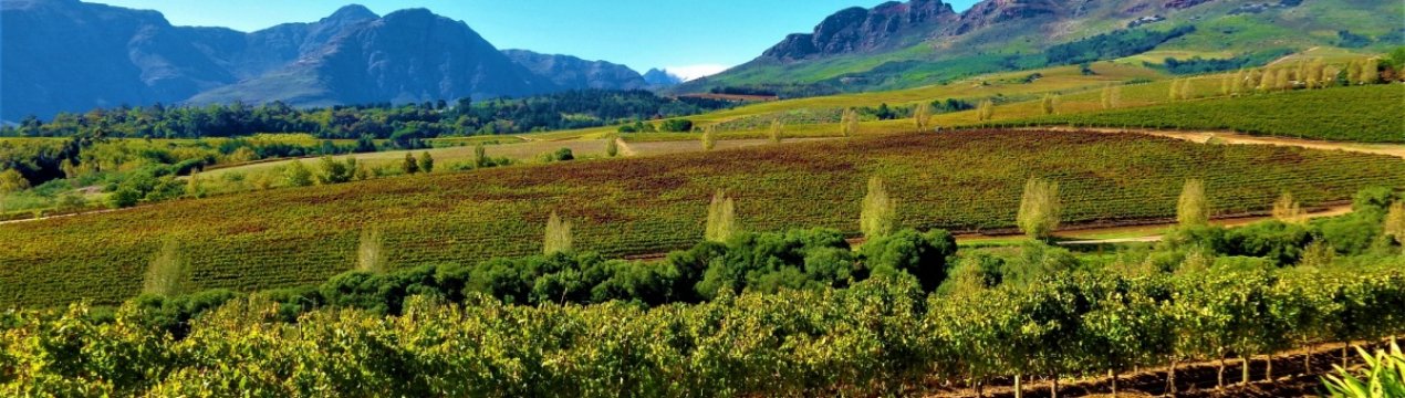 У Південно-Африканській республіці програма розвитку фермерів Grain SA приносить свої плоди