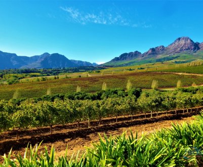 У Південно-Африканській республіці програма розвитку фермерів Grain SA приносить свої плоди