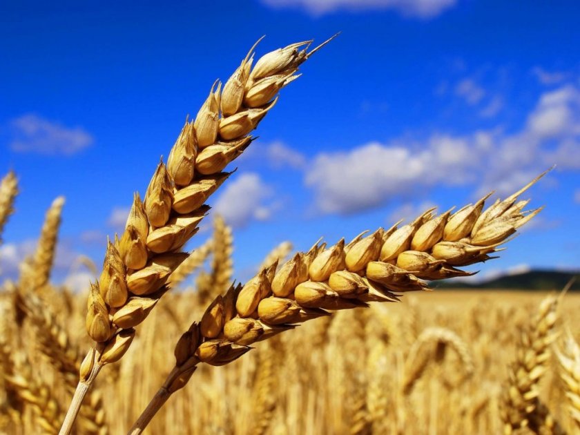 В Южно-Африканской республике программа развития фермеров Grain SA приносит свои плоды В Южно-Африканской республике программа развития фермеров Grain SA приносит свои плоды