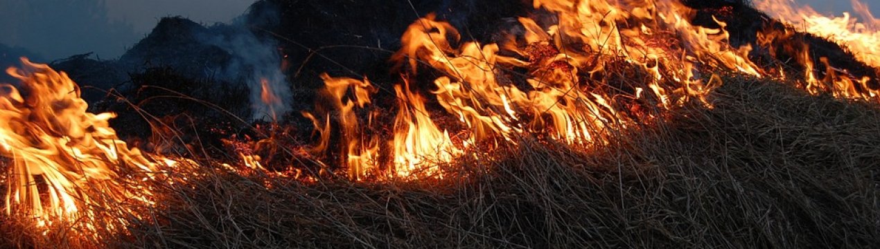 Українські вчені б'ють на сполох: у країні почастішали випадки підпалу сухої трави