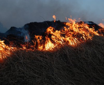 Українські вчені б'ють на сполох: у країні почастішали випадки підпалу сухої трави