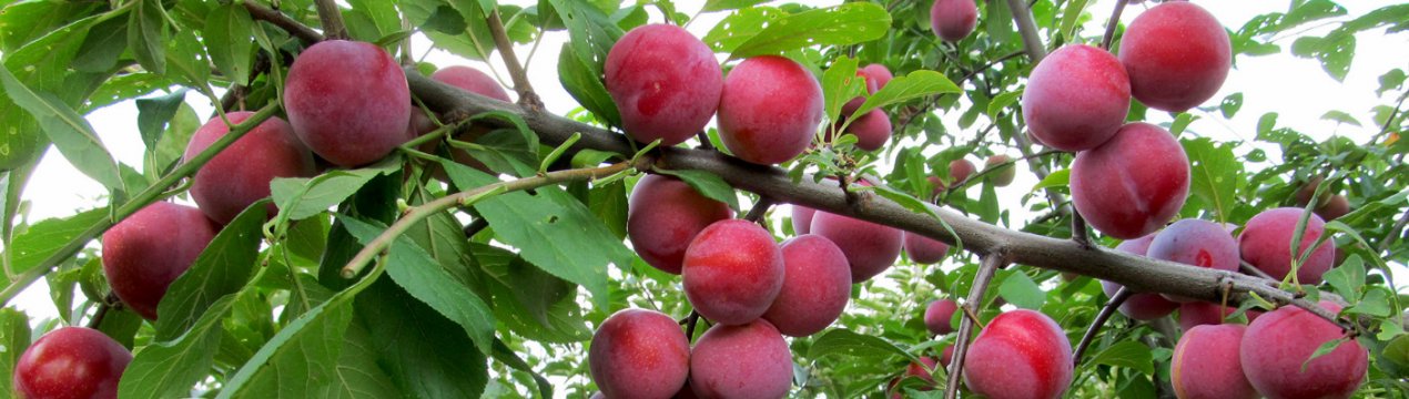 Слива сорту Машенька: характеристика та особливості вирощування