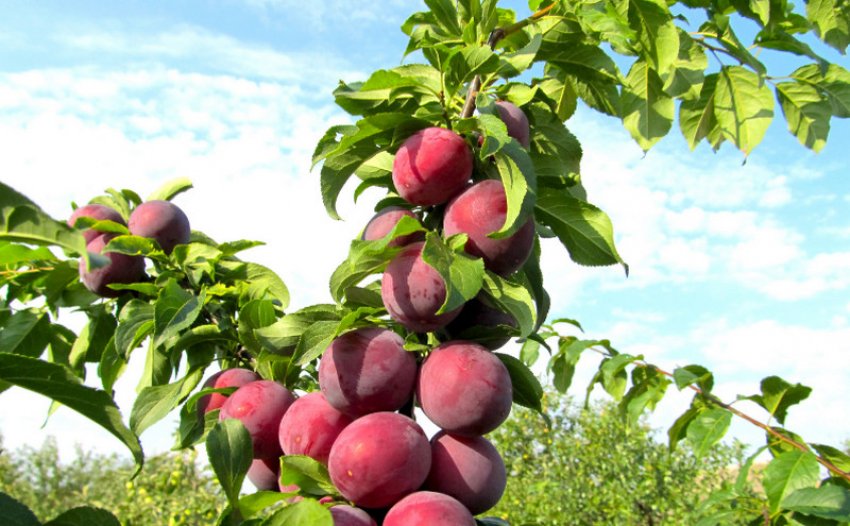 Зливу Машенька