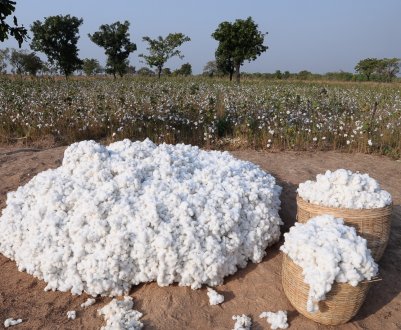 У ПАР розмірковують про те, що бавовна може бути вигідніше кукурудзи