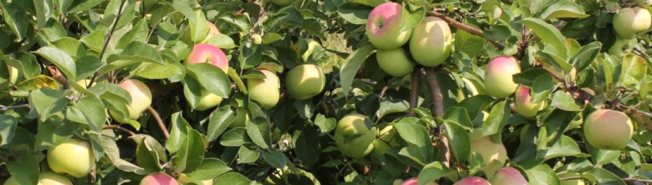 Яблуня колоновидна Валюта: характеристика, посадка і догляд