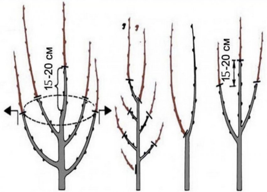 Схема обрізки