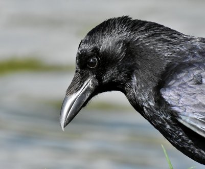 В Запорізькій області разом з гризунами отруїли птахів і тварин