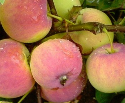 Кращі сорти яблунь для Сибіру, їх описи і характеристики