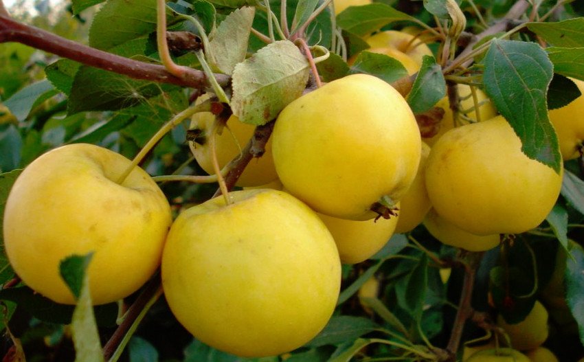 Уральське наливне