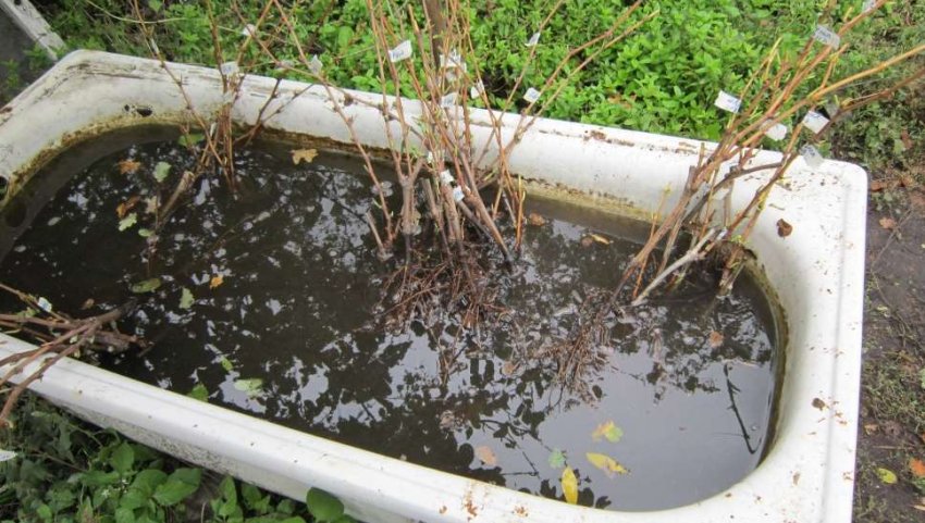 Замочування саджанців яблуні Замочування саджанців яблуні