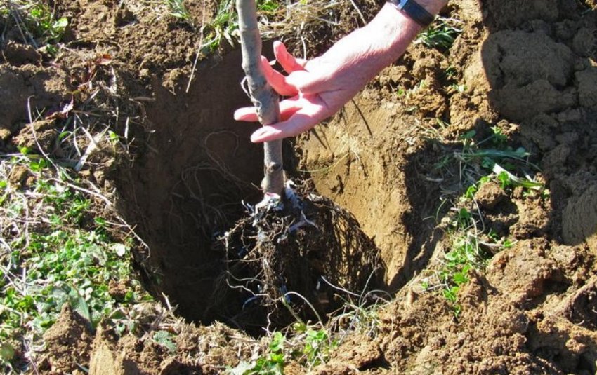 Посадка саджанців яблуні Посадка саджанців яблуні
