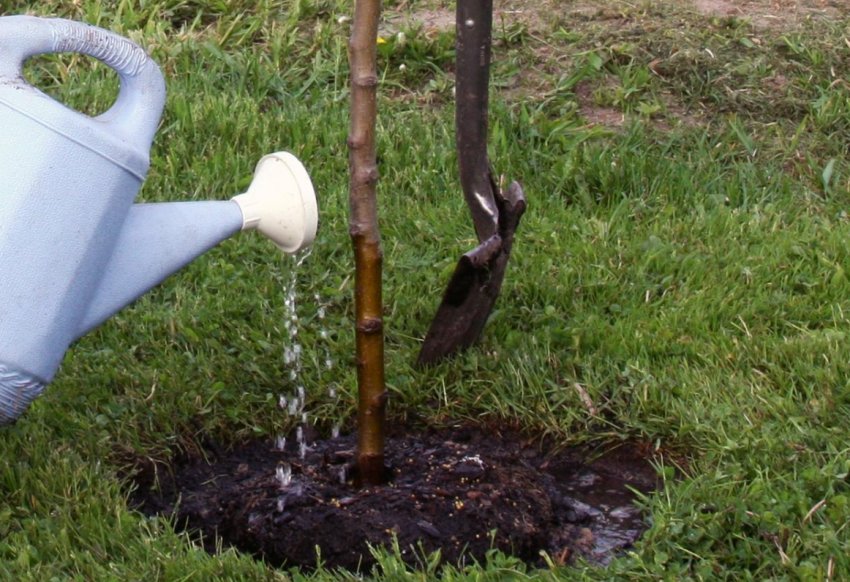 Полив яблуні Полив яблуні