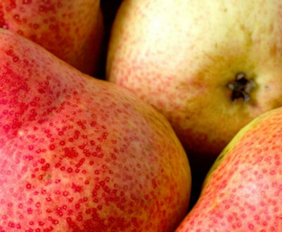 ТОП-7 сортів груш для Білорусії