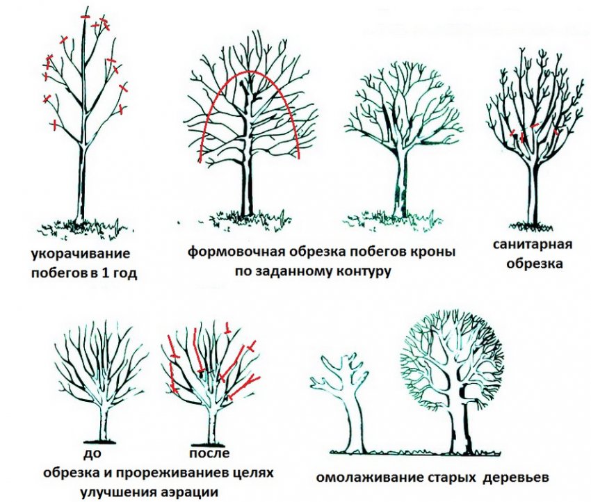 Обрізка Обрізка
