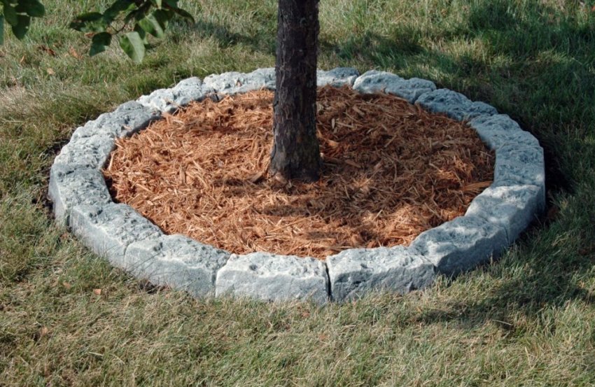 Мульчування пристовбурового кола яблуні Мульчування пристовбурового кола яблуні