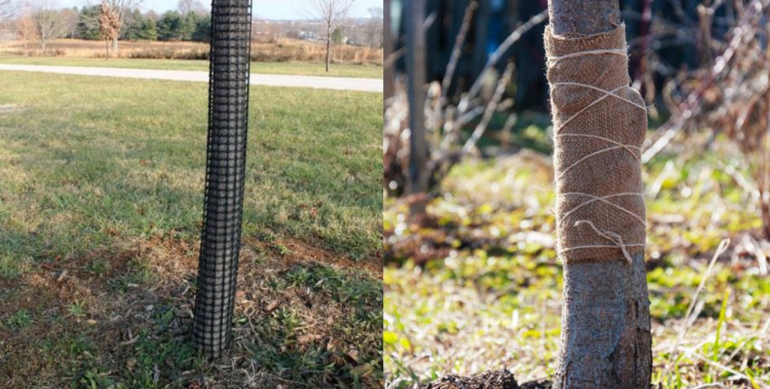 Підготовка стовбура яблуні до зими Підготовка стовбура яблуні до зими