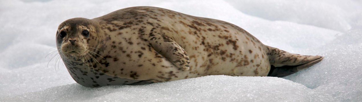 На Колимі почали випускати ковбасу з тюленины