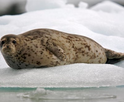 На Колимі почали випускати ковбасу з тюленины