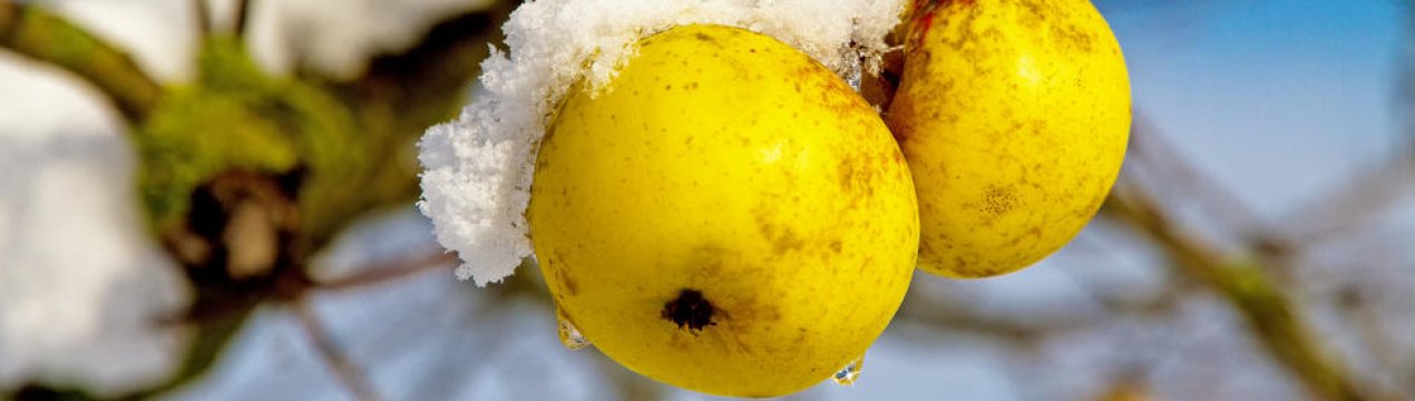 Як правильно підготувати яблуні до зими?