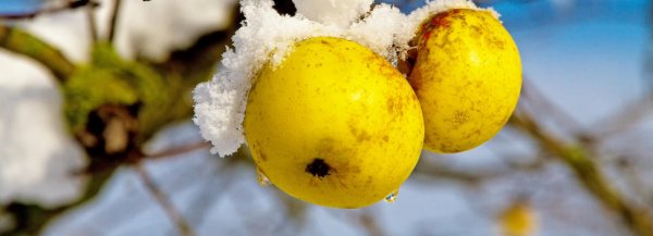 Как сохранить молодые яблони зимой