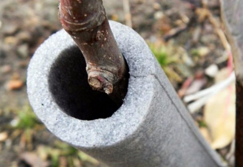 Утеплення саджанці яблуні на зиму Утеплення саджанці яблуні на зиму