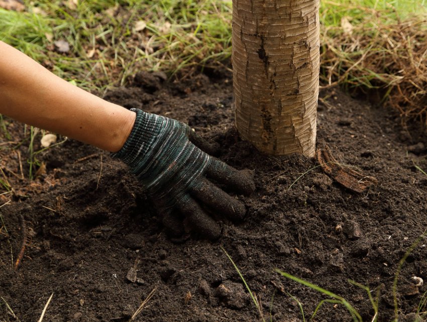 Підживлення яблуні Підживлення яблуні