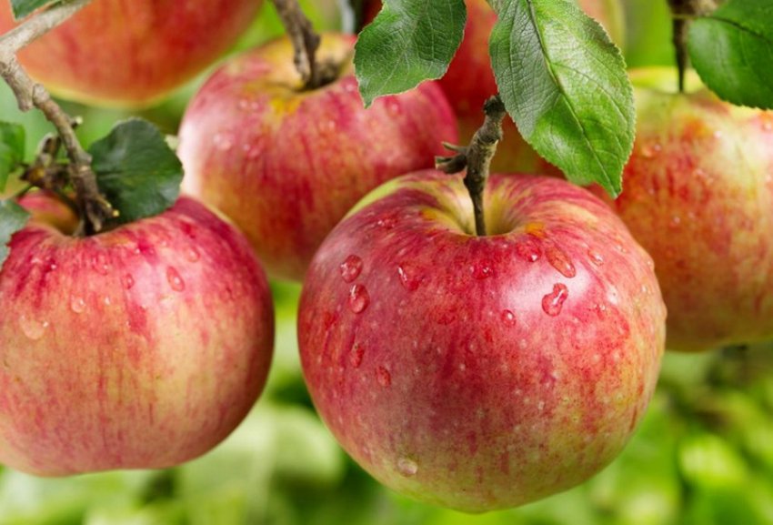 Яблуня Ауксис