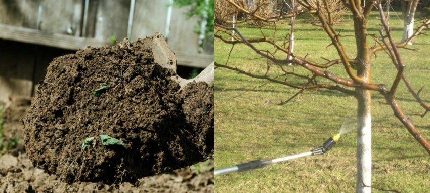 Обробка яблуні від хвороб і шкідників Обробка яблуні від хвороб і шкідників